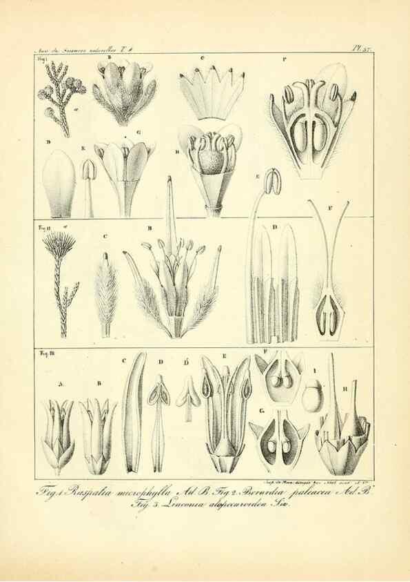 Reproducción/Reproduction 49773318686: Annales des sciences naturelles :. Paris :Crochard. 