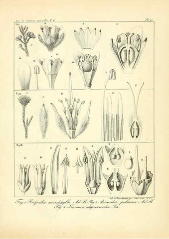 Reproducción/Reproduction 49773318686: Annales des sciences naturelles :. Paris :Crochard. 