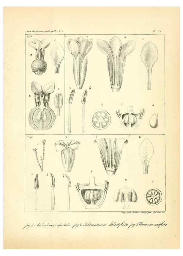 Reproducción/Reproduction 49773318866: Annales des sciences naturelles :. Paris :Crochard. 