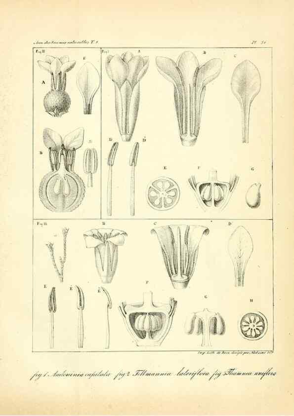 Reproducción/Reproduction 49773318866: Annales des sciences naturelles :. Paris :Crochard. 