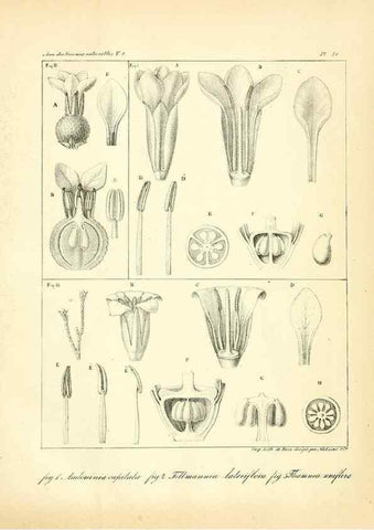 Reproducción/Reproduction 49773318866: Annales des sciences naturelles :. Paris :Crochard. 
