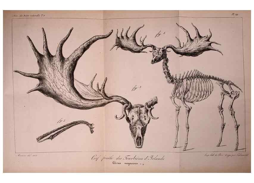 Reproducción/Reproduction 49773319141: Annales des sciences naturelles :. Paris :Crochard. 