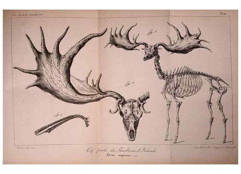 Reproducción/Reproduction 49773319141: Annales des sciences naturelles :. Paris :Crochard. 