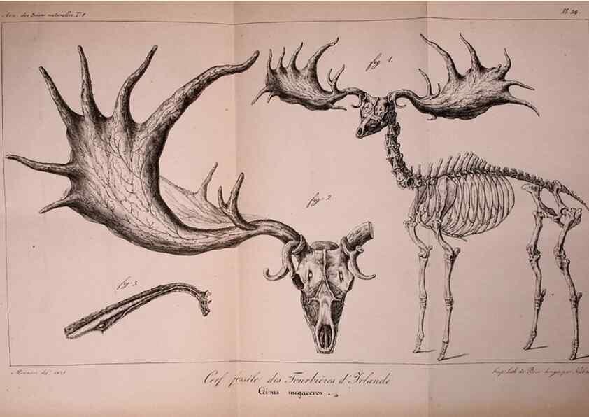 Reproducción/Reproduction 49773319141: Annales des sciences naturelles :. Paris :Crochard. 