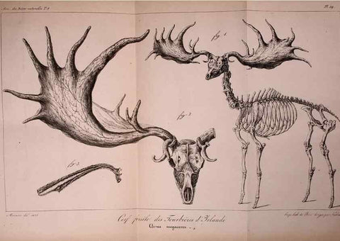 Reproducción/Reproduction 49773319141: Annales des sciences naturelles :. Paris :Crochard. 