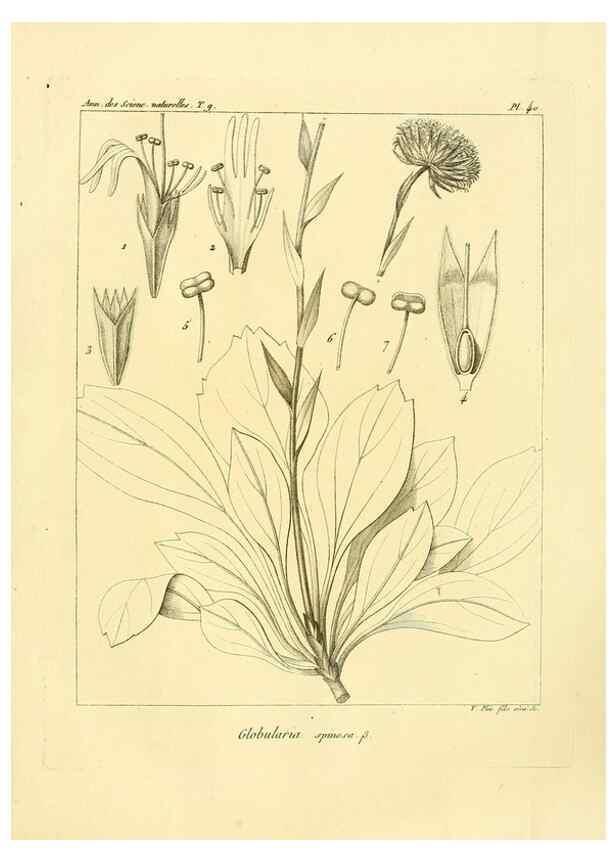 Reproducción/Reproduction 49772788648: Annales des sciences naturelles :. Paris :Crochard. 