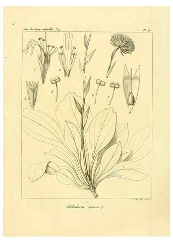 Reproducción/Reproduction 49772788648: Annales des sciences naturelles :. Paris :Crochard. 