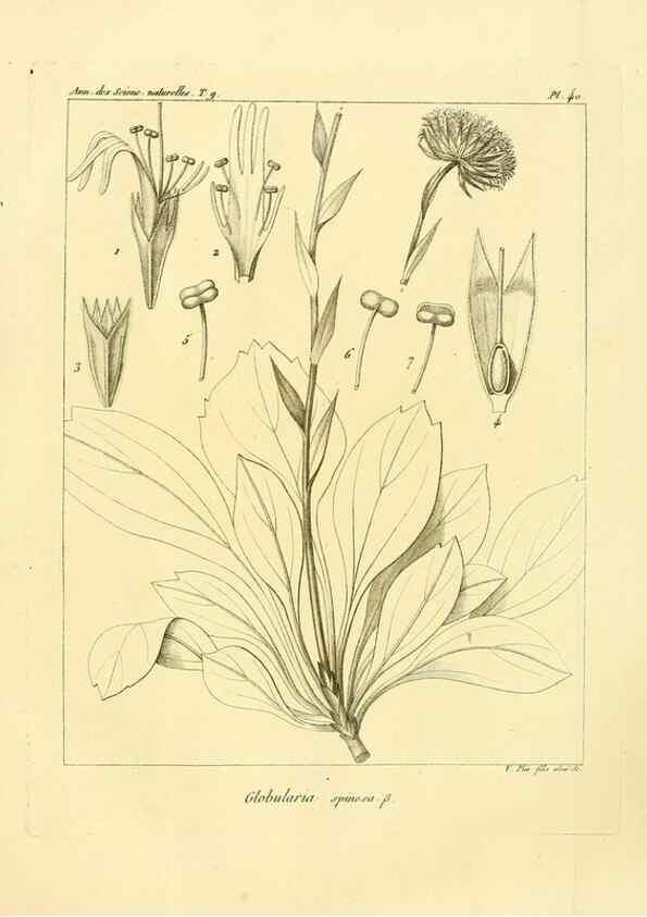 Reproducción/Reproduction 49772788648: Annales des sciences naturelles :. Paris :Crochard. 