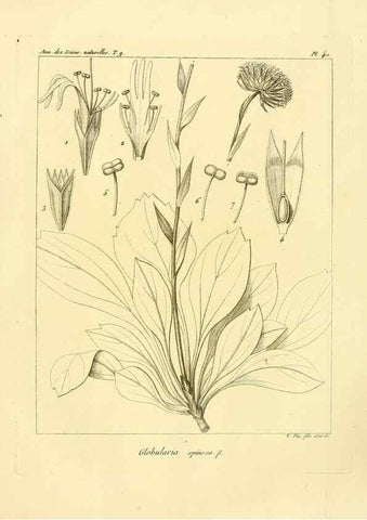 Reproducción/Reproduction 49772788648: Annales des sciences naturelles :. Paris :Crochard. 