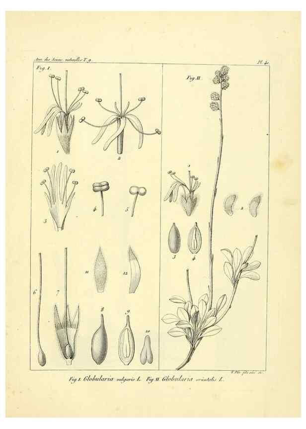 Reproducción/Reproduction 49773319581: Annales des sciences naturelles :. Paris :Crochard. 