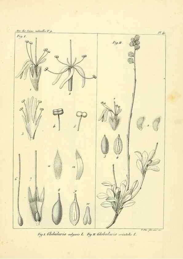Reproducción/Reproduction 49773319581: Annales des sciences naturelles :. Paris :Crochard. 