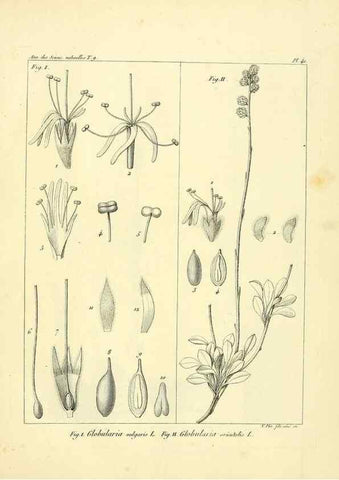 Reproducción/Reproduction 49773319581: Annales des sciences naturelles :. Paris :Crochard. 