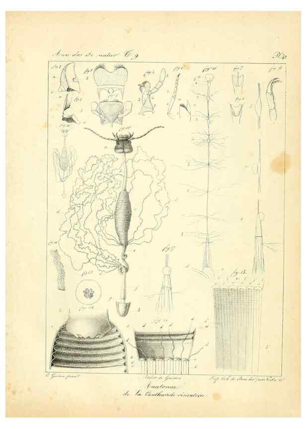 Reproducción/Reproduction 49773648612: Annales des sciences naturelles :. Paris :Crochard. 
