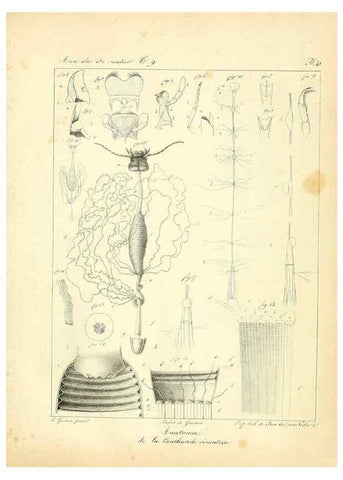Reproducción/Reproduction 49773648612: Annales des sciences naturelles :. Paris :Crochard. 