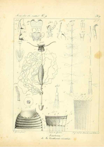 Reproducción/Reproduction 49773648612: Annales des sciences naturelles :. Paris :Crochard. 