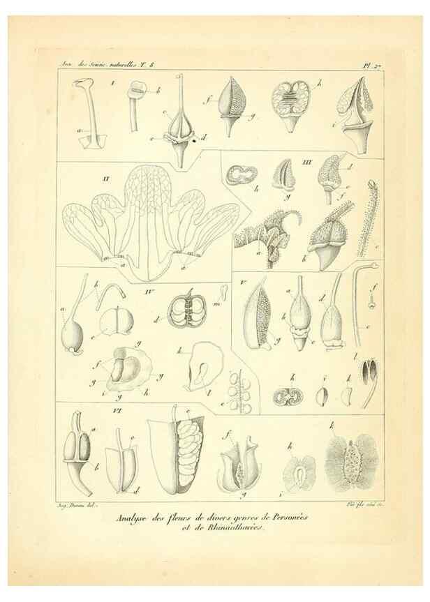 Reproducción/Reproduction 49773316016: Annales des sciences naturelles :. Paris :Crochard. 