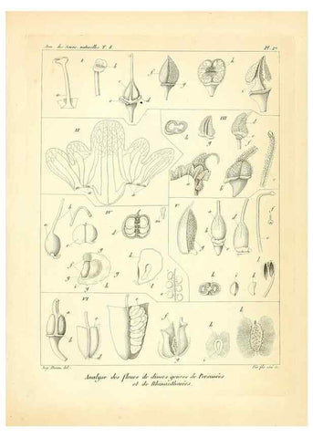 Reproducción/Reproduction 49773316016: Annales des sciences naturelles :. Paris :Crochard. 