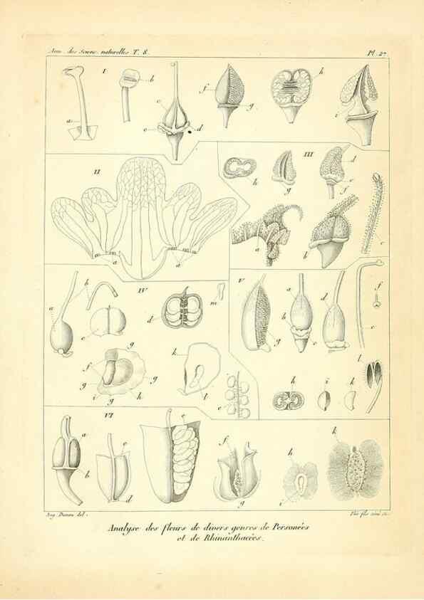 Reproducción/Reproduction 49773316016: Annales des sciences naturelles :. Paris :Crochard. 