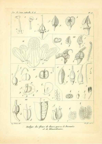 Reproducción/Reproduction 49773316016: Annales des sciences naturelles :. Paris :Crochard. 