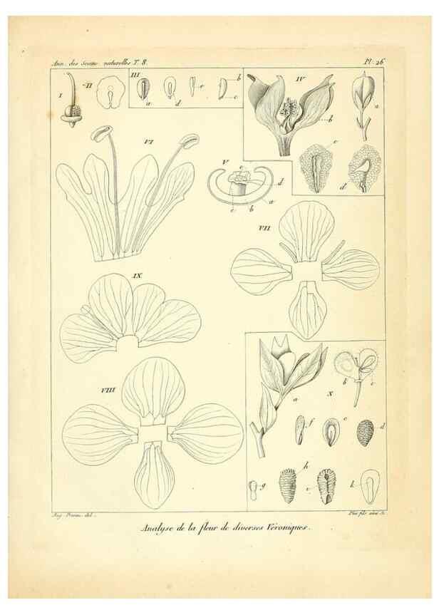 Reproducción/Reproduction 49773644557: Annales des sciences naturelles :. Paris :Crochard. 