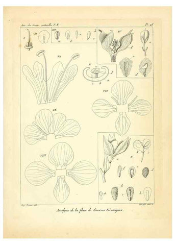 Reproducción/Reproduction 49773644557: Annales des sciences naturelles :. Paris :Crochard. 