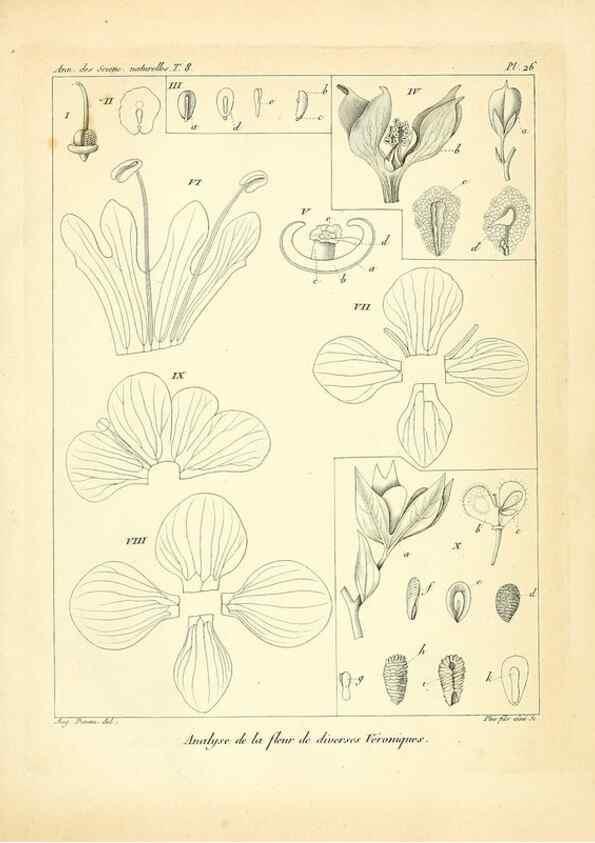 Reproducción/Reproduction 49773644557: Annales des sciences naturelles :. Paris :Crochard. 