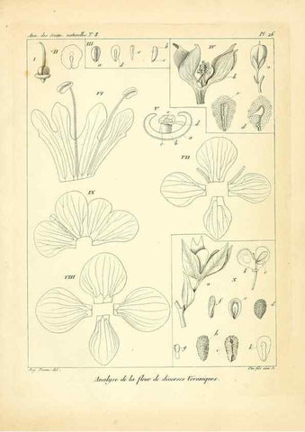 Reproducción/Reproduction 49773644557: Annales des sciences naturelles :. Paris :Crochard. 