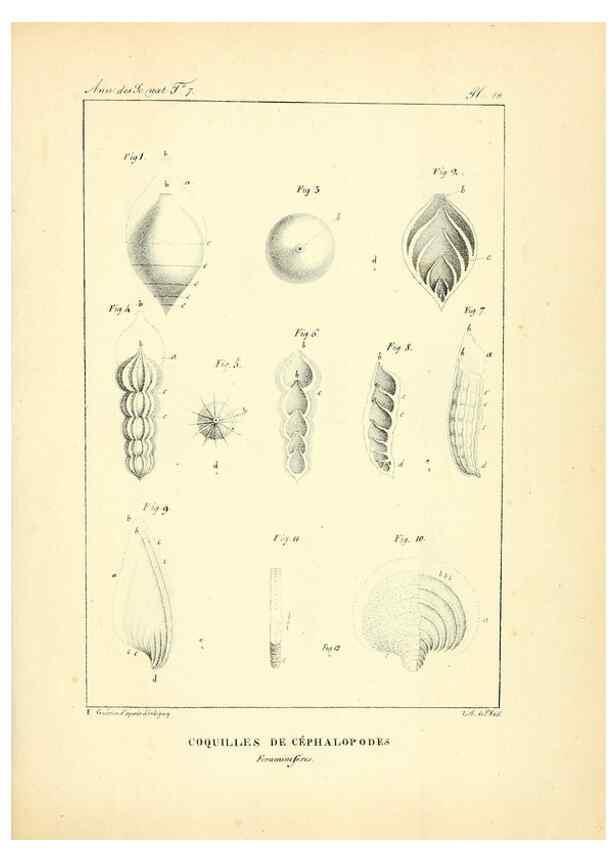 Reproducción/Reproduction 49773640632: Annales des sciences naturelles :. Paris :Crochard. 