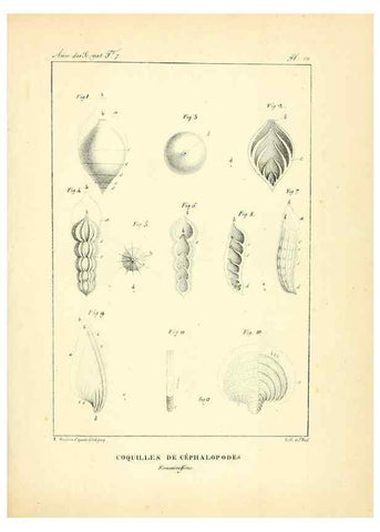 Reproducción/Reproduction 49773640632: Annales des sciences naturelles :. Paris :Crochard. 