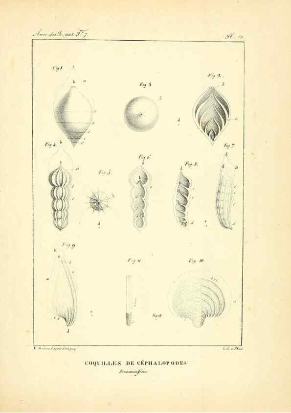Reproducción/Reproduction 49773640632: Annales des sciences naturelles :. Paris :Crochard. 
