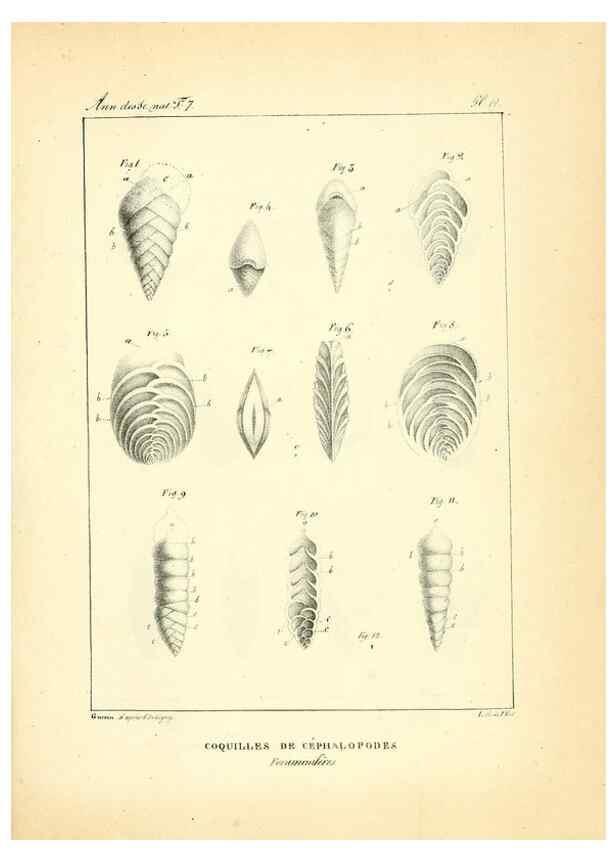 Reproducción/Reproduction 49772780988: Annales des sciences naturelles :. Paris :Crochard. 