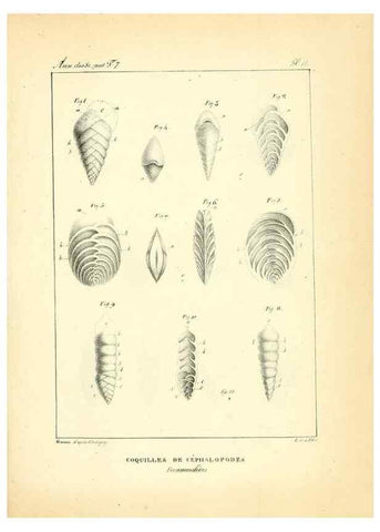 Reproducción/Reproduction 49772780988: Annales des sciences naturelles :. Paris :Crochard. 