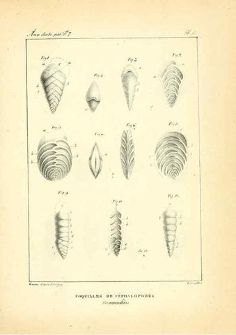Reproducción/Reproduction 49772780988: Annales des sciences naturelles :. Paris :Crochard. 
