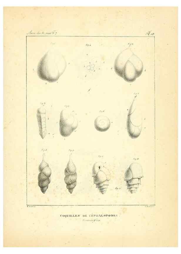 Reproducción/Reproduction 49772781213: Annales des sciences naturelles :. Paris :Crochard. 