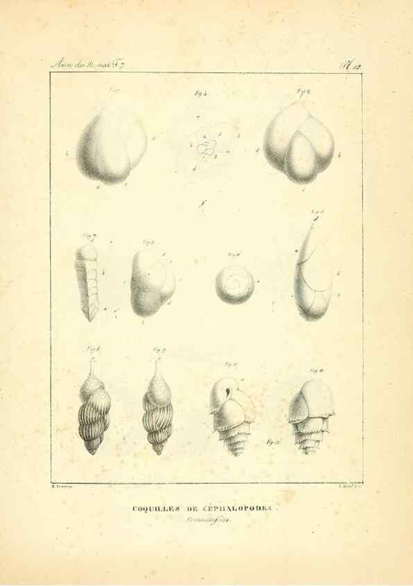 Reproducción/Reproduction 49772781213: Annales des sciences naturelles :. Paris :Crochard. 