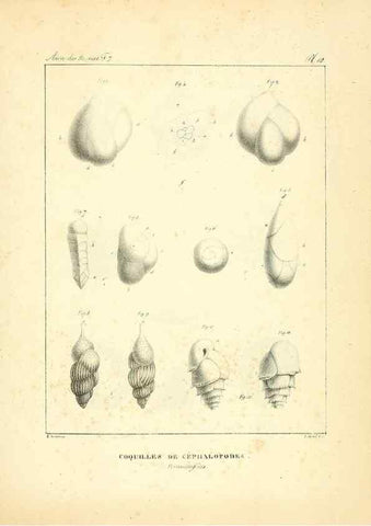Reproducción/Reproduction 49772781213: Annales des sciences naturelles :. Paris :Crochard. 
