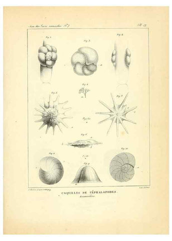 Reproducción/Reproduction 49773312431: Annales des sciences naturelles :. Paris :Crochard. 