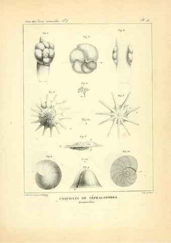 Reproducción/Reproduction 49773312431: Annales des sciences naturelles :. Paris :Crochard. 