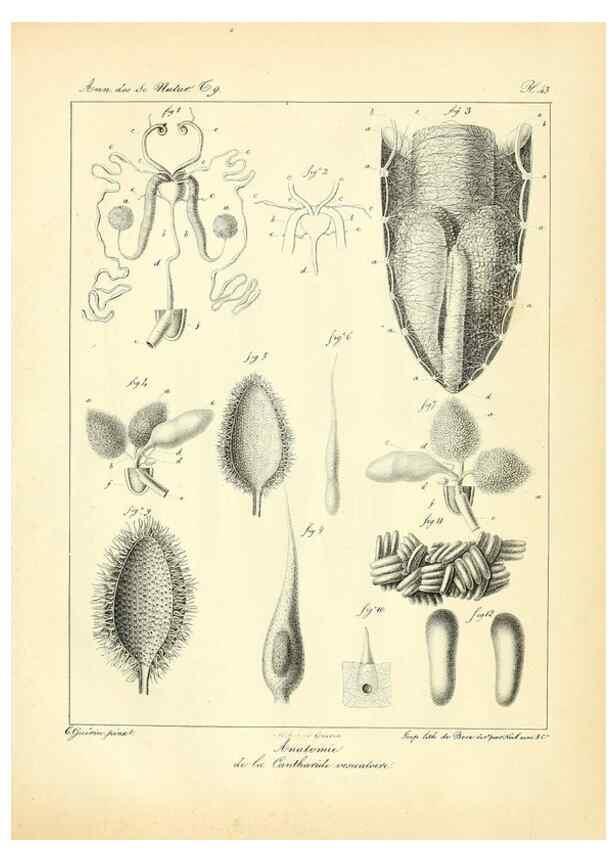 Reproducción/Reproduction 49773648782: Annales des sciences naturelles :. Paris :Crochard. 
