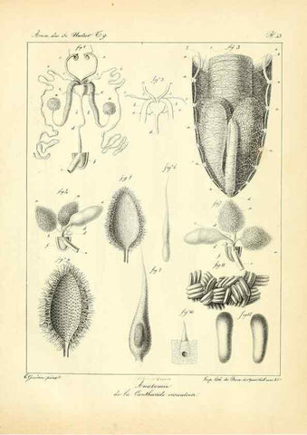 Reproducción/Reproduction 49773648782: Annales des sciences naturelles :. Paris :Crochard. 