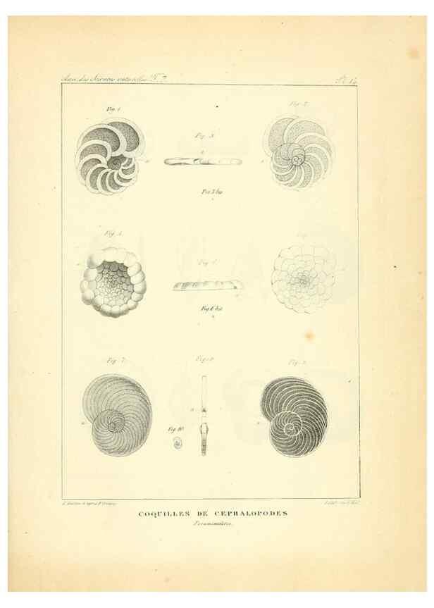 Reproducción/Reproduction 49773641562: Annales des sciences naturelles :. Paris :Crochard. 