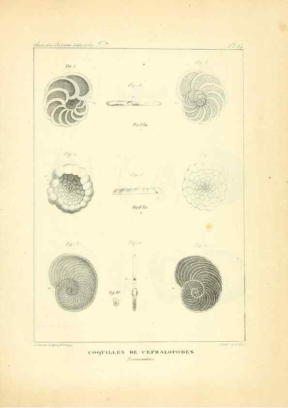 Reproducción/Reproduction 49773641562: Annales des sciences naturelles :. Paris :Crochard. 