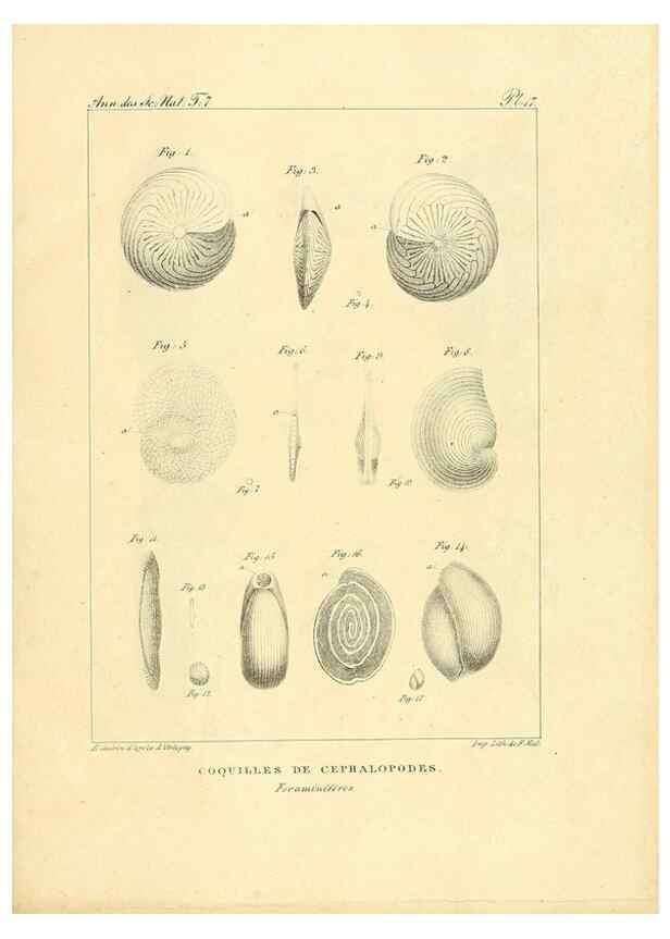 Reproducción/Reproduction 49773313446: Annales des sciences naturelles :. Paris :Crochard. 