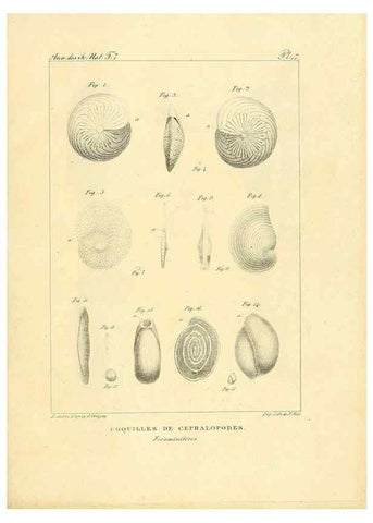 Reproducción/Reproduction 49773313446: Annales des sciences naturelles :. Paris :Crochard. 