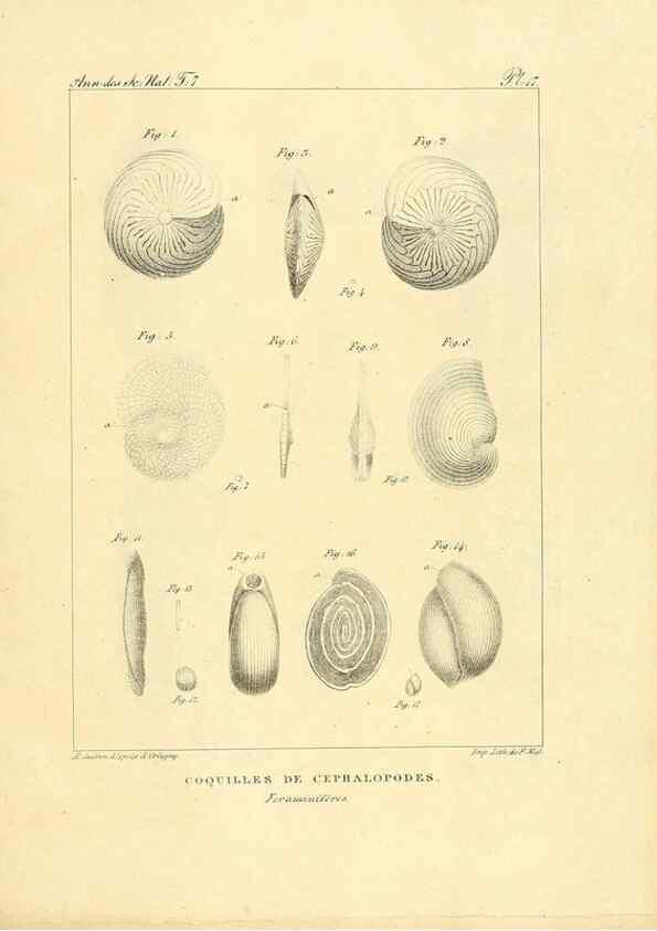 Reproducción/Reproduction 49773313446: Annales des sciences naturelles :. Paris :Crochard. 
