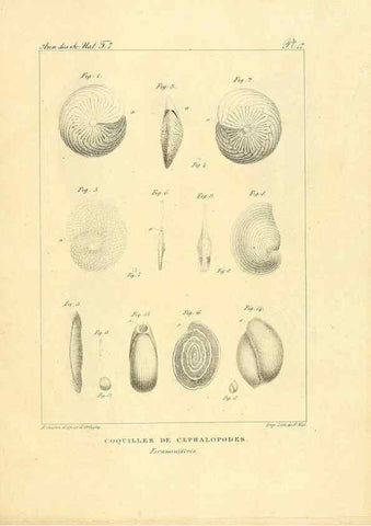 Reproducción/Reproduction 49773313446: Annales des sciences naturelles :. Paris :Crochard. 