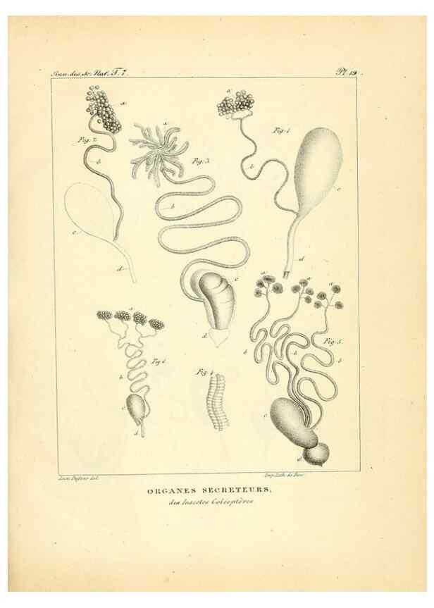 Reproducción/Reproduction 49772783203: Annales des sciences naturelles :. Paris :Crochard. 