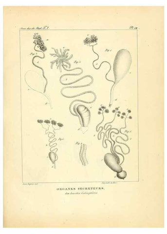 Reproducción/Reproduction 49772783203: Annales des sciences naturelles :. Paris :Crochard. 