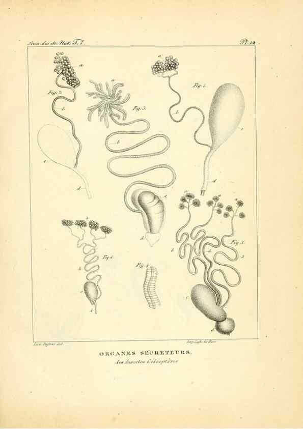 Reproducción/Reproduction 49772783203: Annales des sciences naturelles :. Paris :Crochard. 