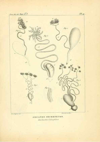 Reproducción/Reproduction 49772783203: Annales des sciences naturelles :. Paris :Crochard. 